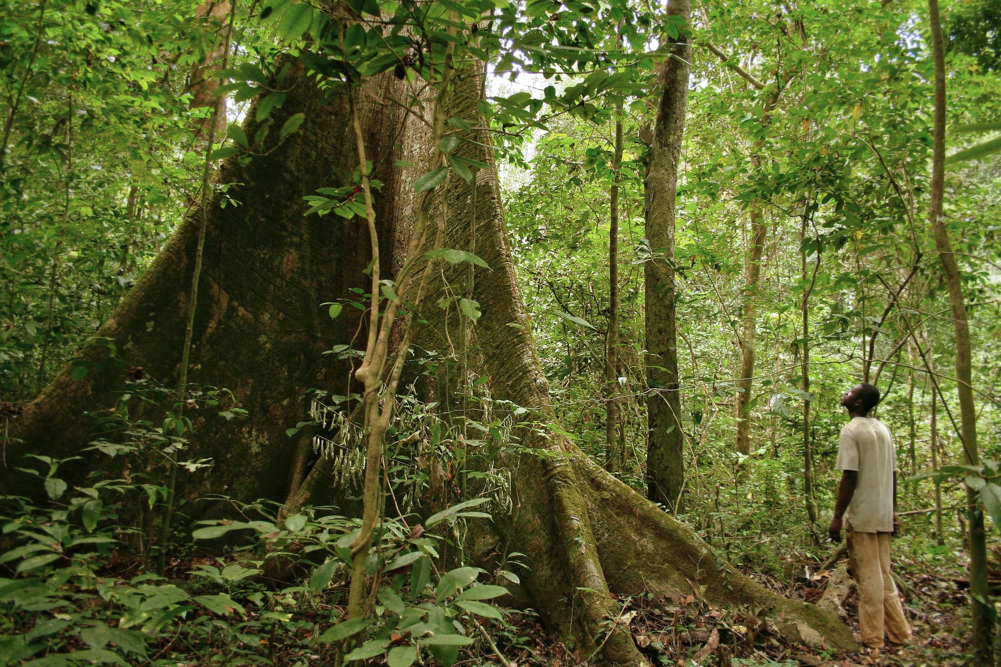 Africa’s Unexpected Natural Forest Regrowth Raises Climate Hope