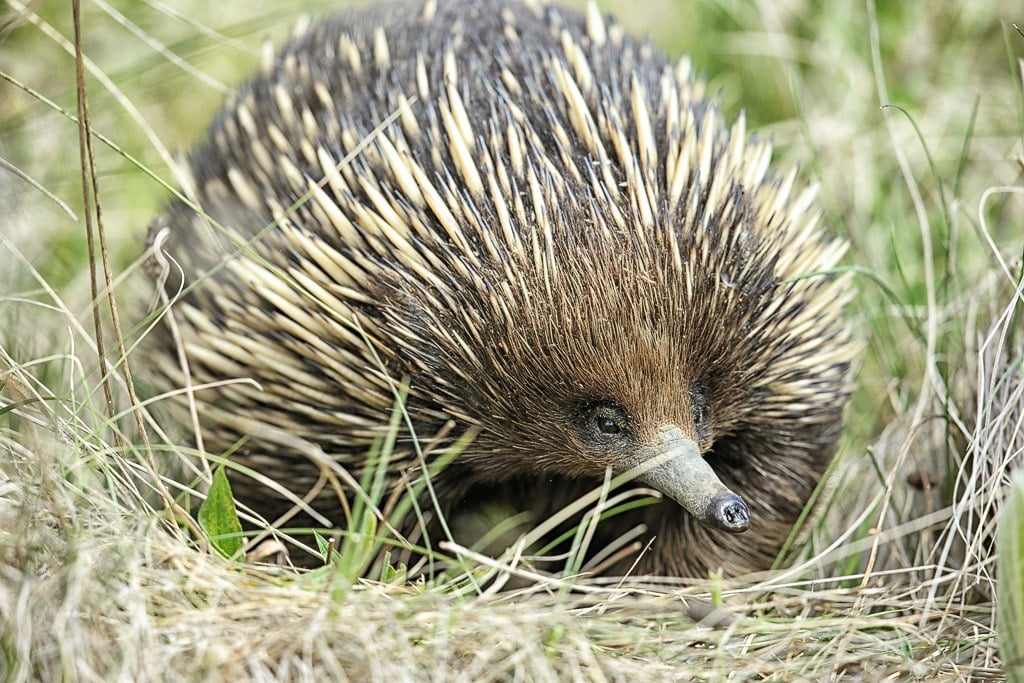 An Echidna foraging for ant colonies