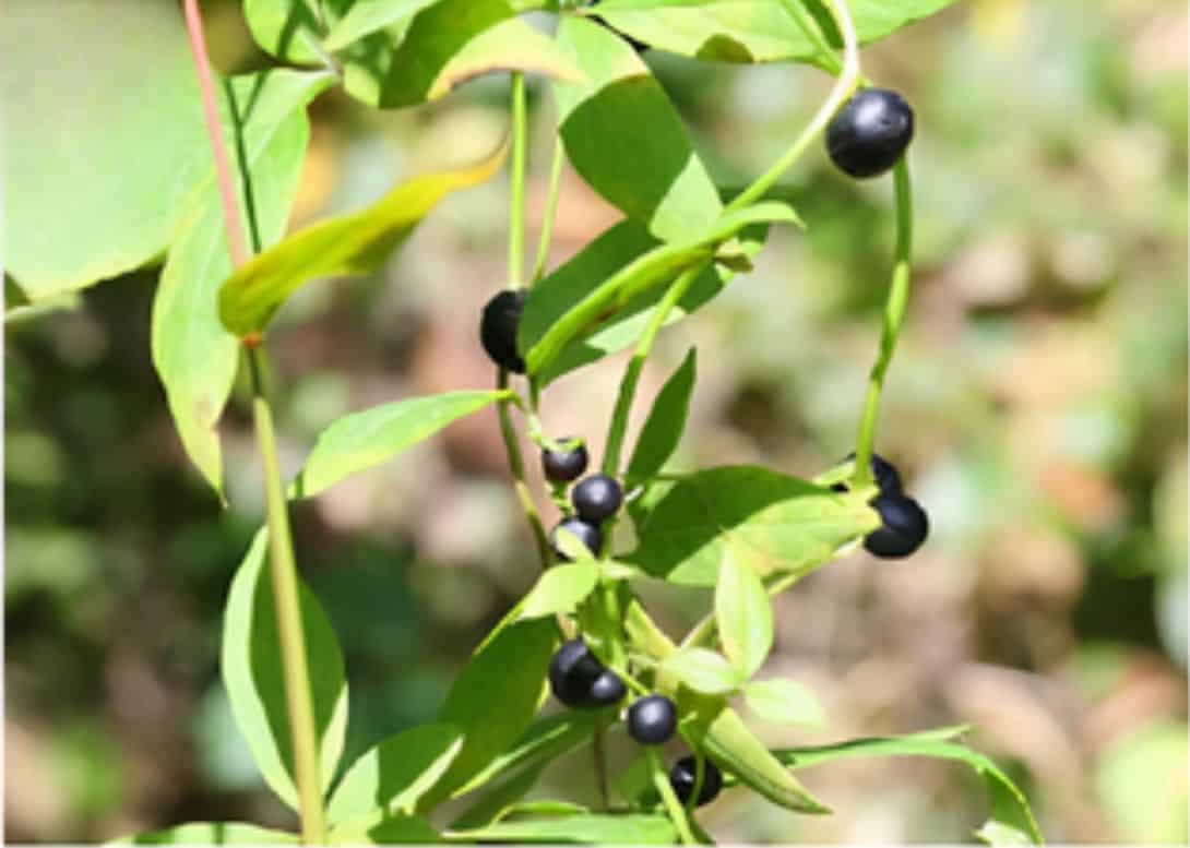 Scientists Discover Plant That Fools Birds With Fake Berries