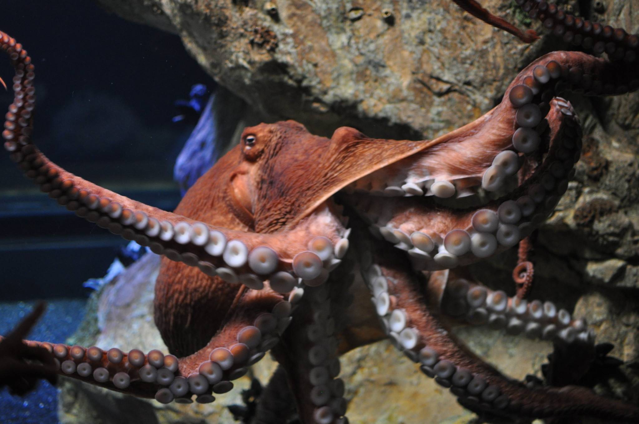 Giant Pacific octopus