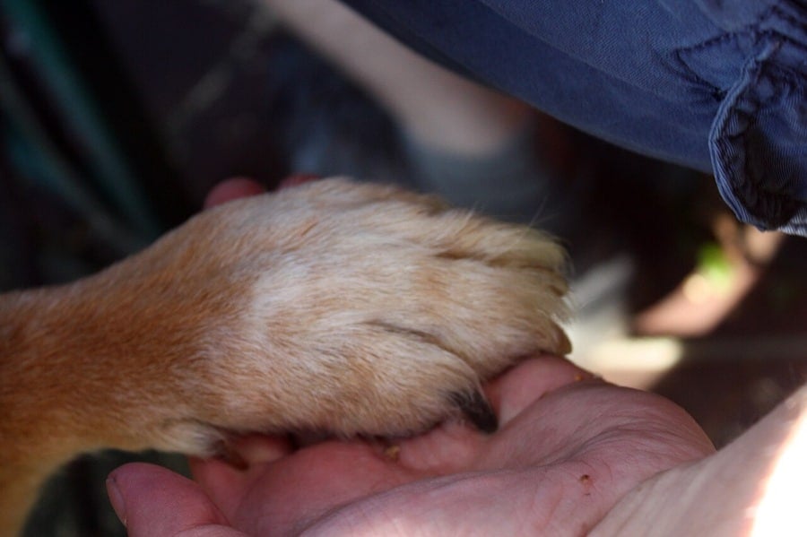 Ecological Translation: Athens Event Explores Interspecies Communication