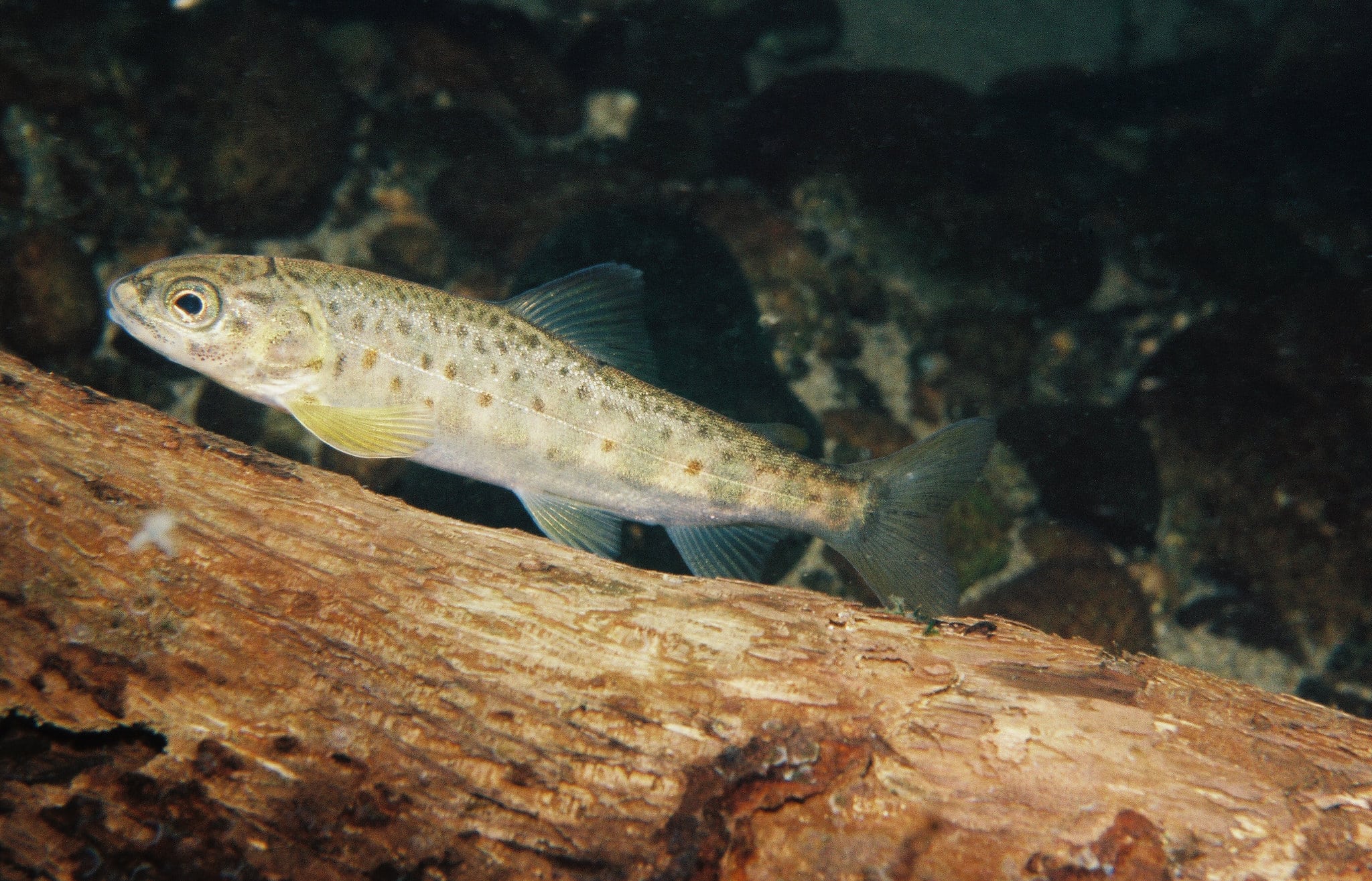Juvenile Atlantic salmon in Scatter Creek, Washington