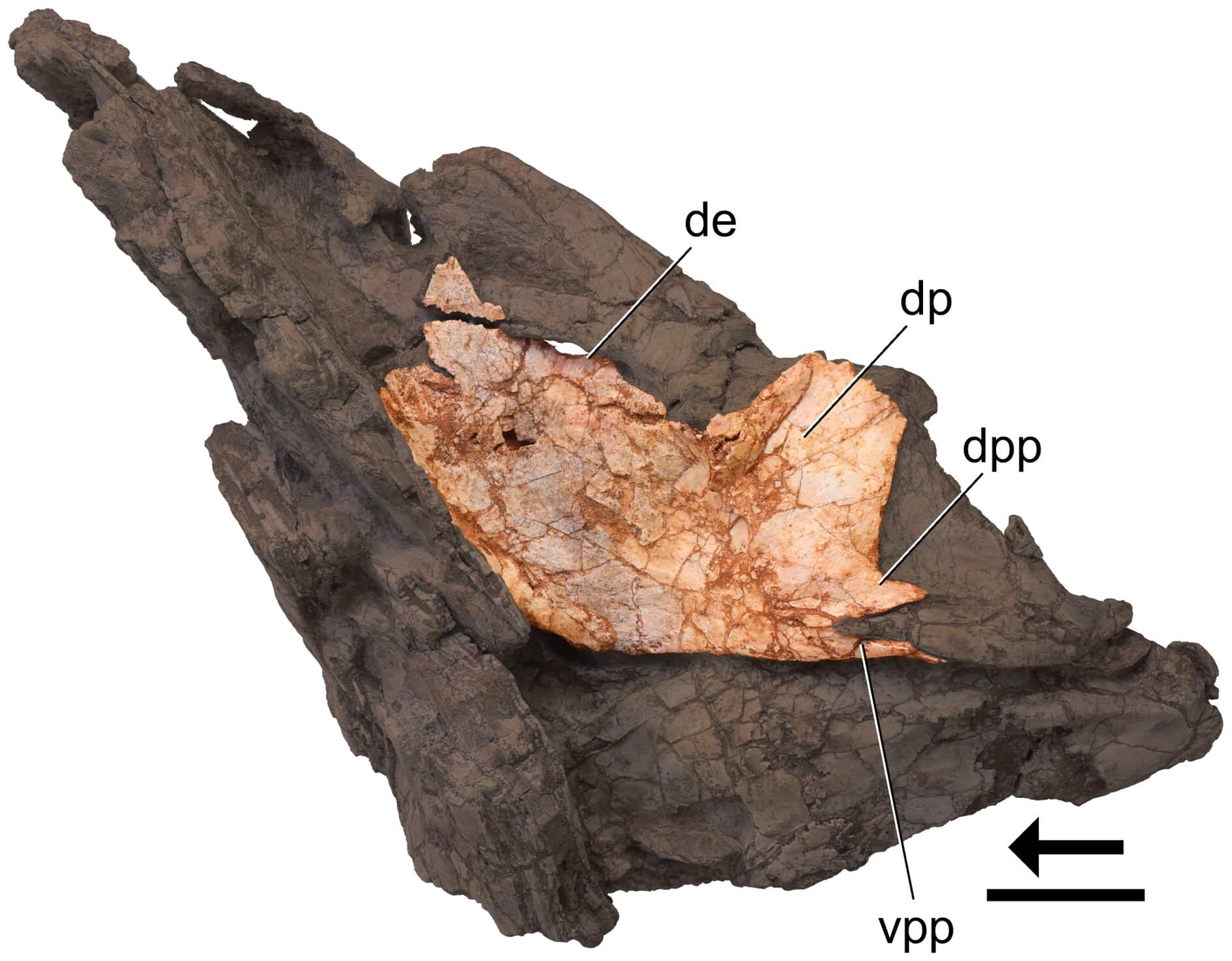 New Dinosaur Species Sheds Light on Early Evolution