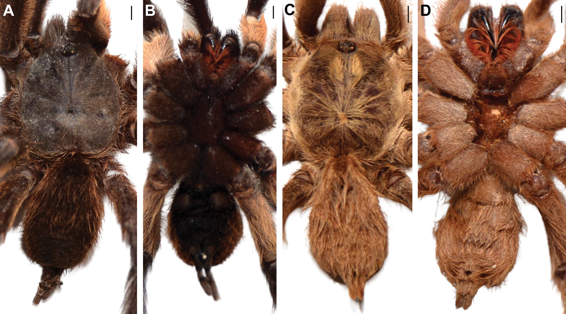 Male tarantulas showing dorsal and ventral views of Monocentropus balfouri and Monocentropus lambertoni