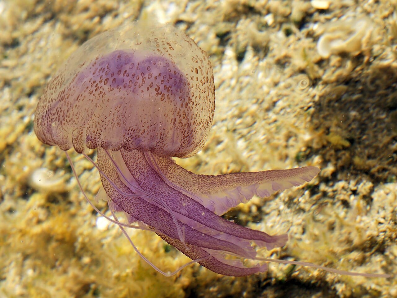 Purple Jellyfish Appearing Earlier Than Usual on Greek Beaches