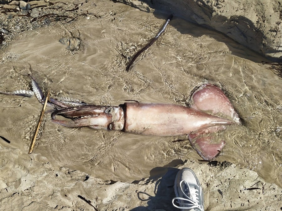 giant squid Cyprus
