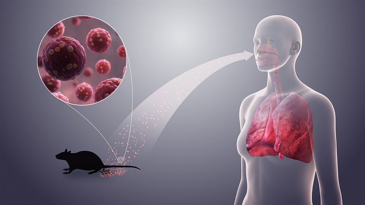 3D medical animation still showing Hantavirus