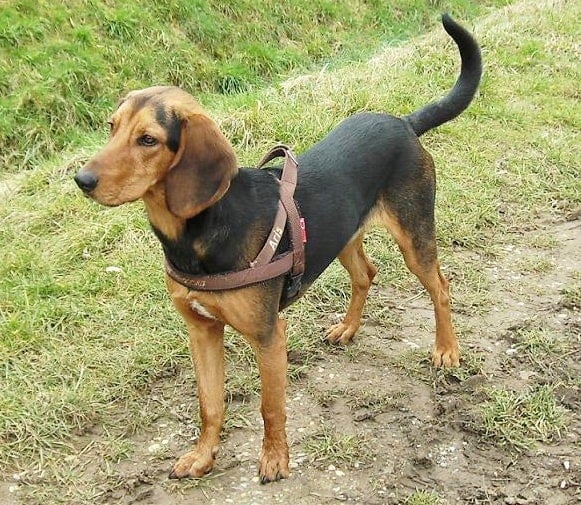 Hellenic Hound