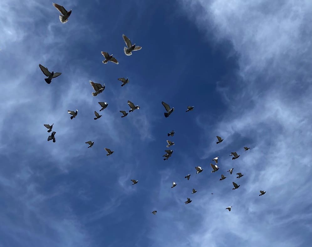 A group of homing pigeons in flight