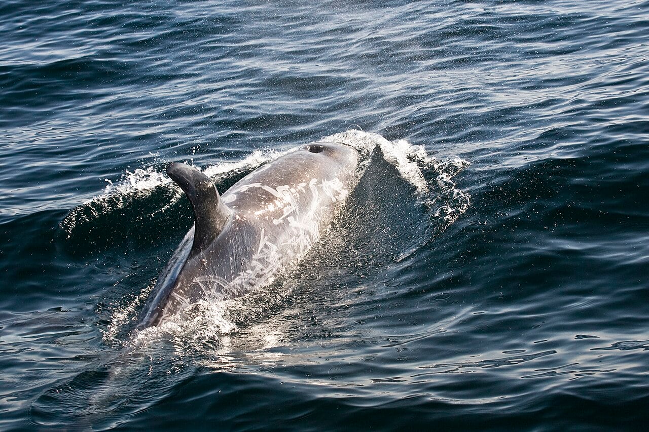 A Risso's dolphin