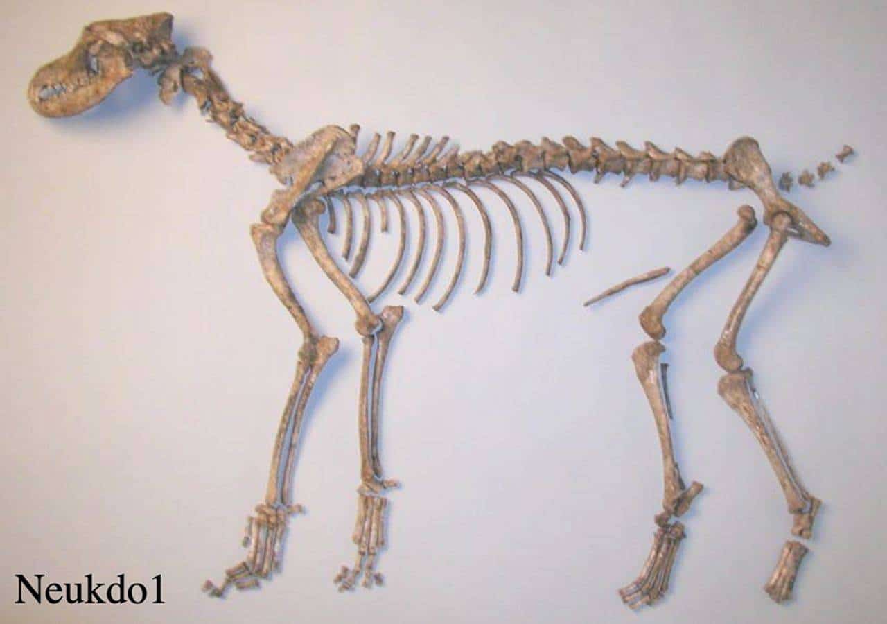 Excavated dog bones from the Korean Peninsula