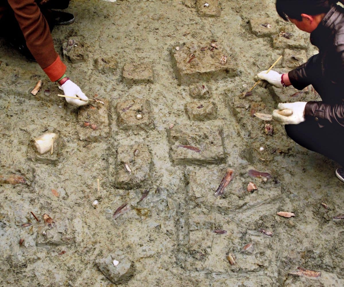 146,000-Year-Old Butcher Tools Found in China Reveal Ice Age Ingenuity