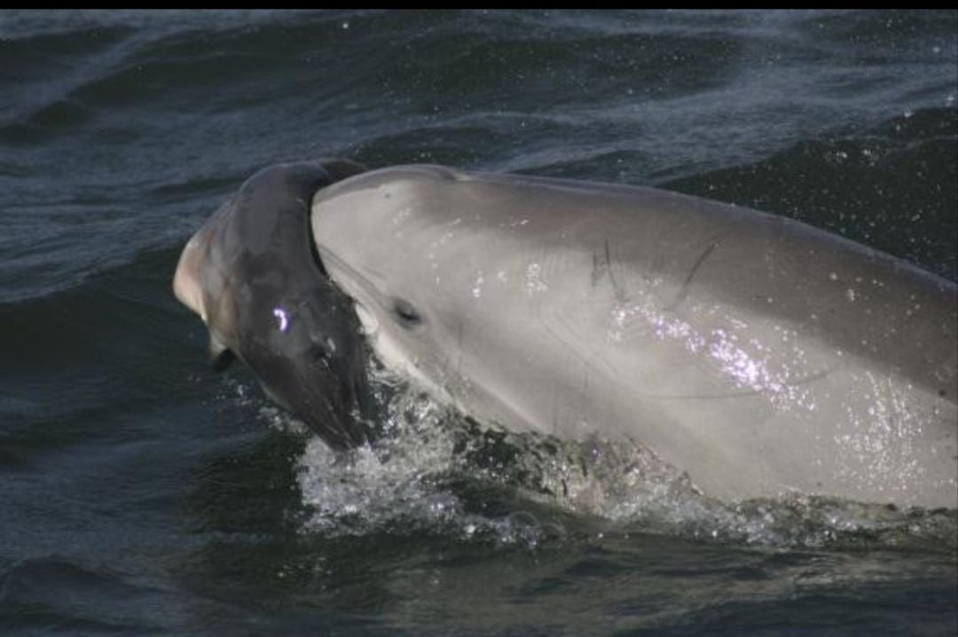 The Grieving Mother: The Dolphin Carrying Her Dead Calf in Greece