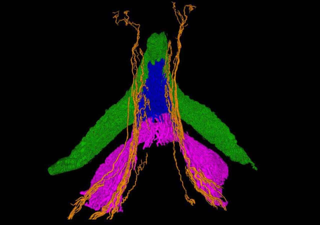 Scientists Map All 10,000 Nerves of the Clitoris for First Time