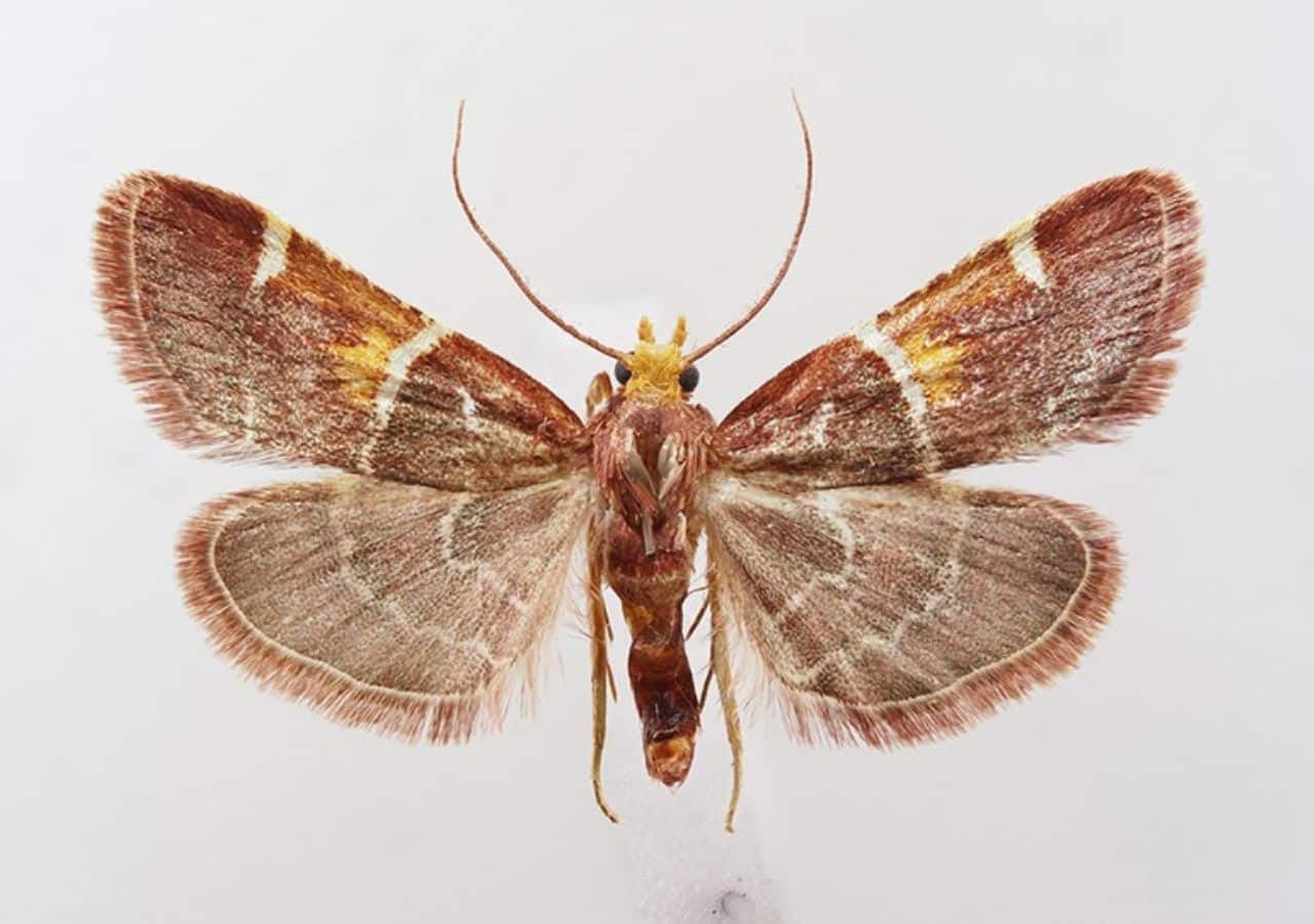 New moth Pyralis papaleonei from Crete (Greece)