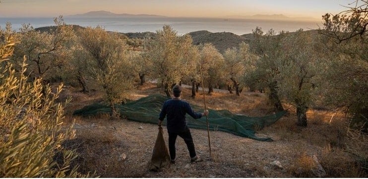 Olive oil Lesvos