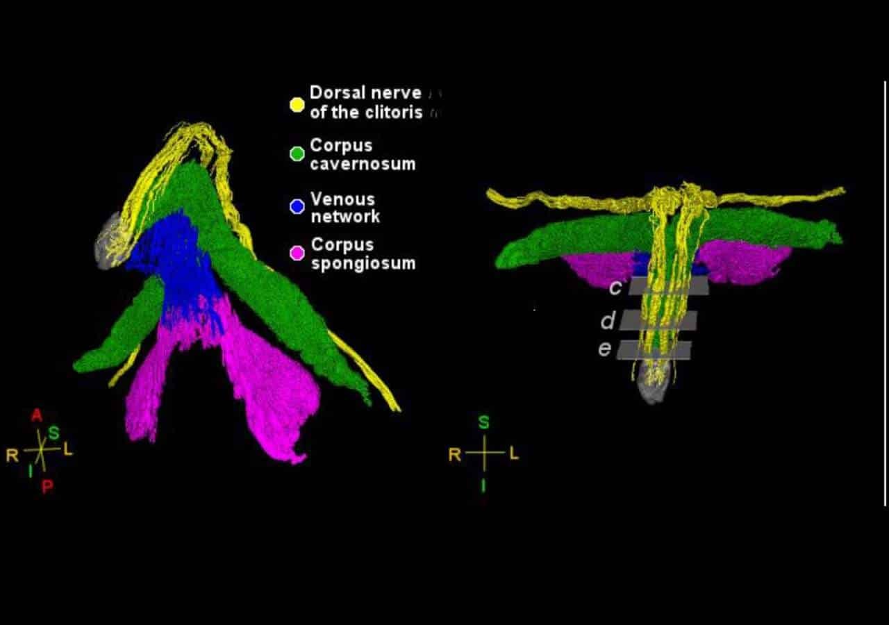 Overview of the clitoris