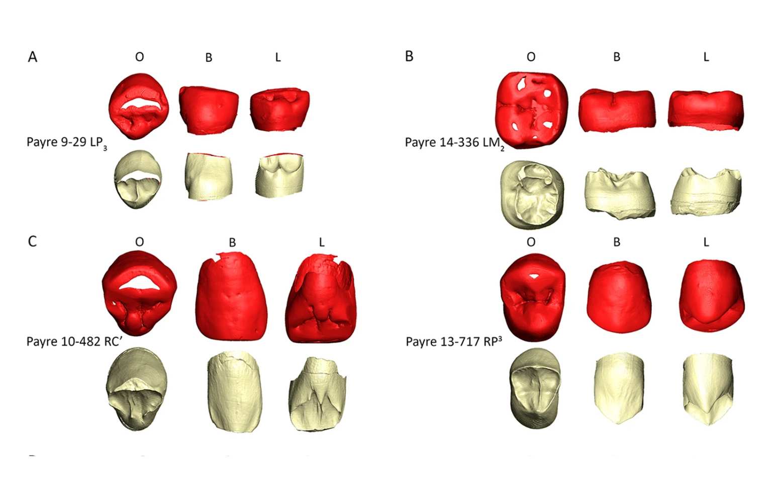 Payre dental remains