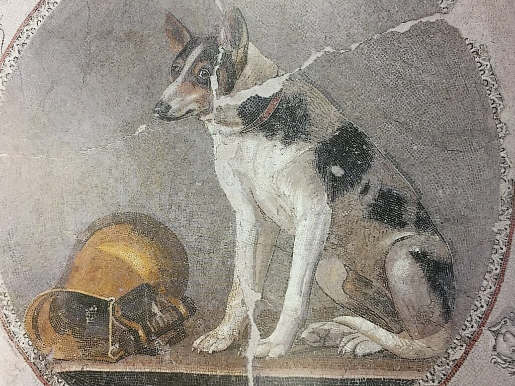 Ptolemaic mosaic of a dog from Hellenistic Egypt, dated between 200 - 150 BC, located in the Greco-Roman Museum of Alexandria, Egypt. The Ancient Greeks believed animals possessed intelligence and reason.