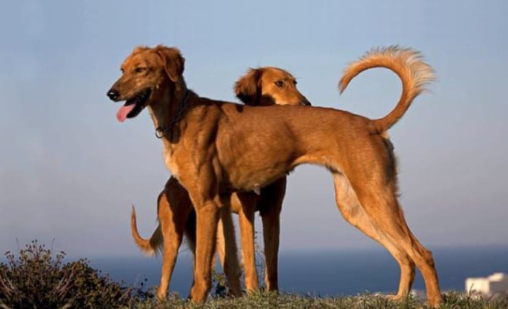 The 7 Greek Dog Breeds: Living History on Four Legs