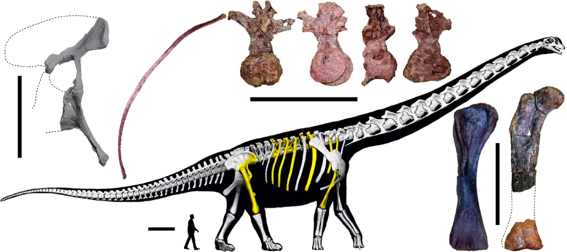 Schematic representation of the skeleton of Nagatitan chaiyaphumensis