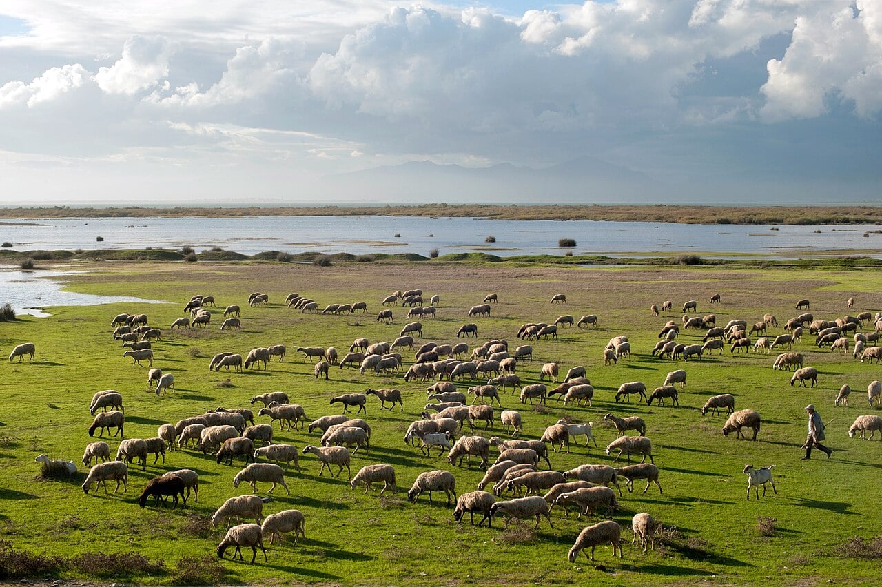Sheep shepherd at Vistonida lake