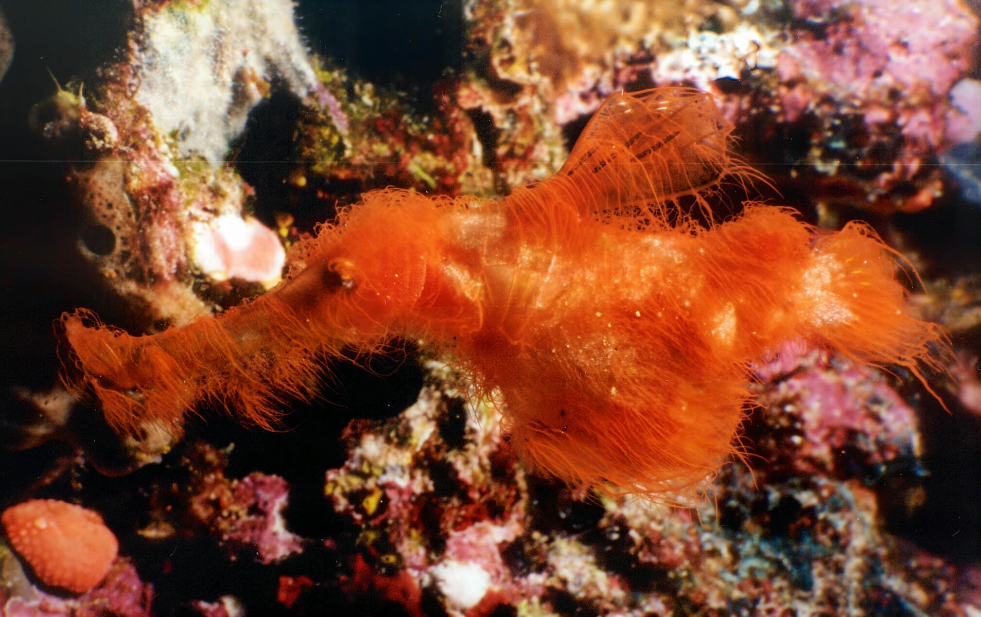 Solenostomus snuffleupagus, also known as Ghost Pipefish