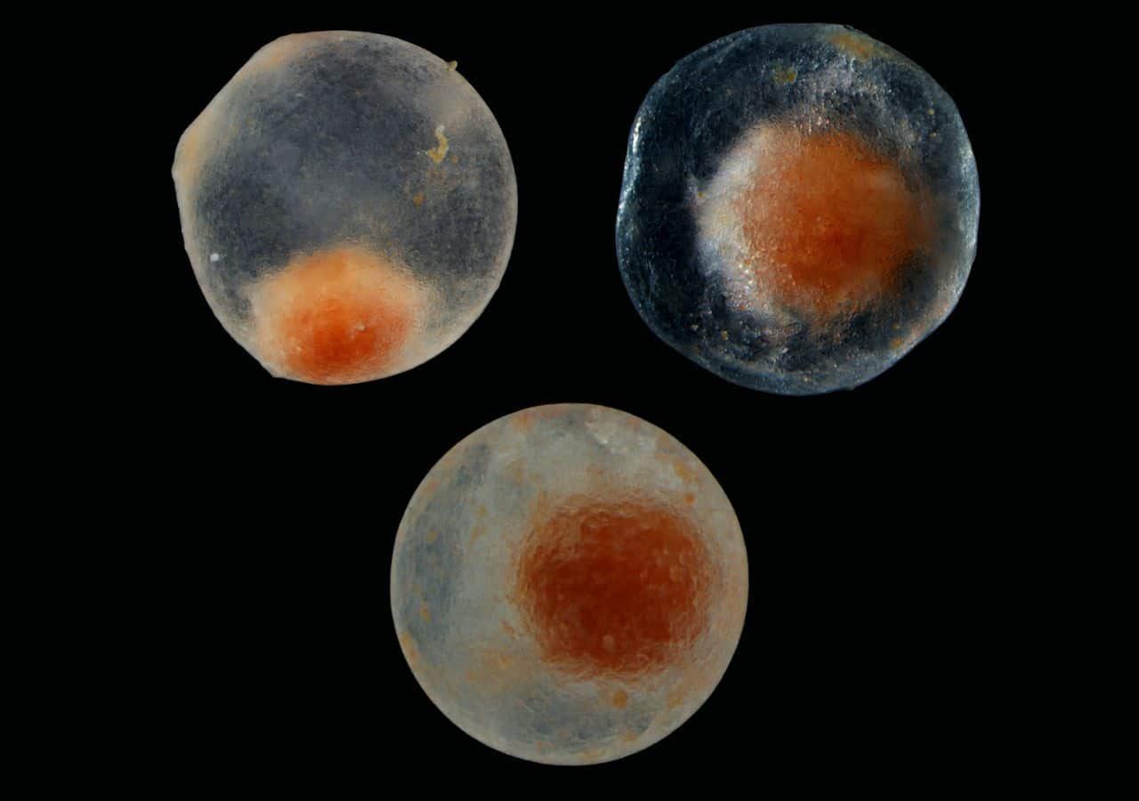 Tube foot explants from Psolus fabricii at various time points