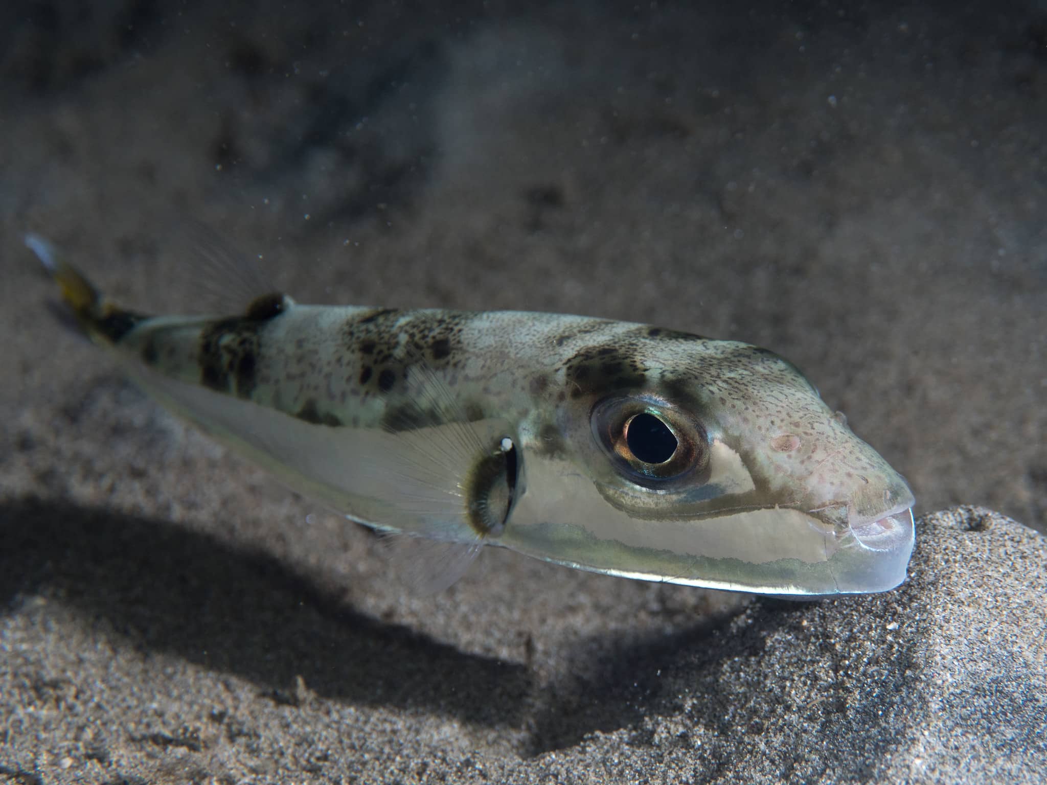 lagocephalus sceleratus, Greece