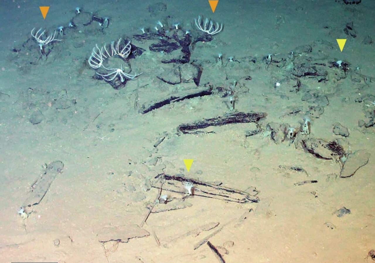 A 5.3-million-year-old deep-sea whale necropolis