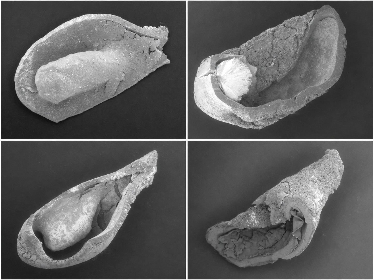 Analysis of grape seeds from ancient wells in Tuscany