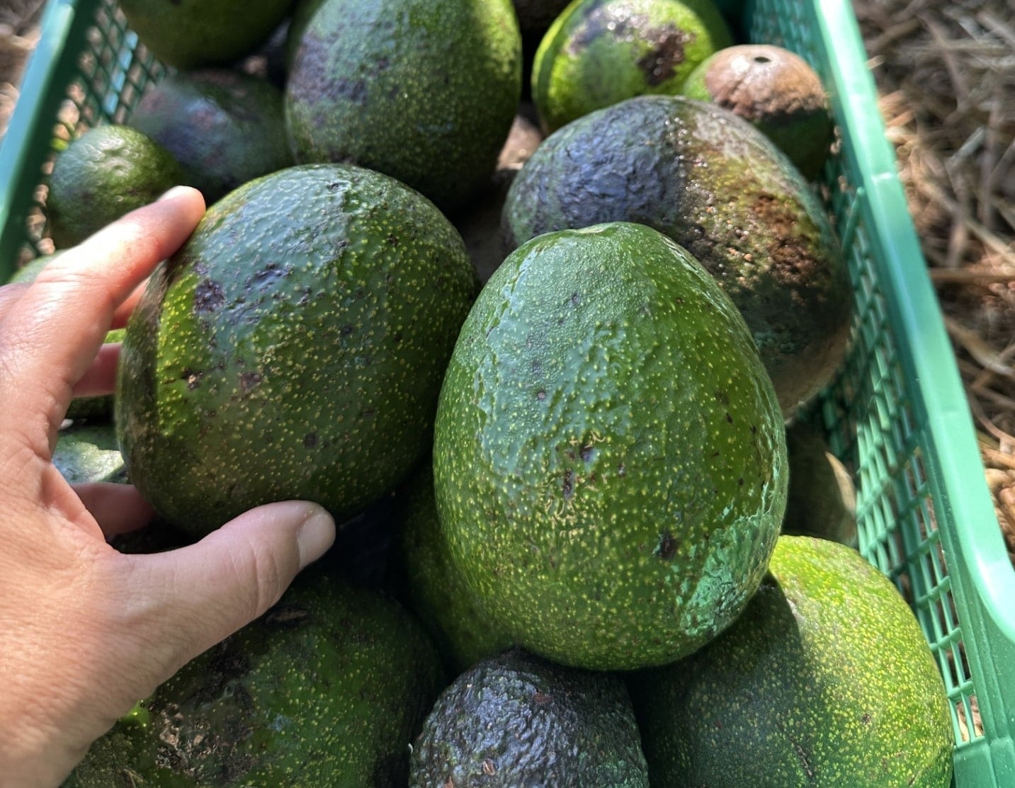 A crate of avocados