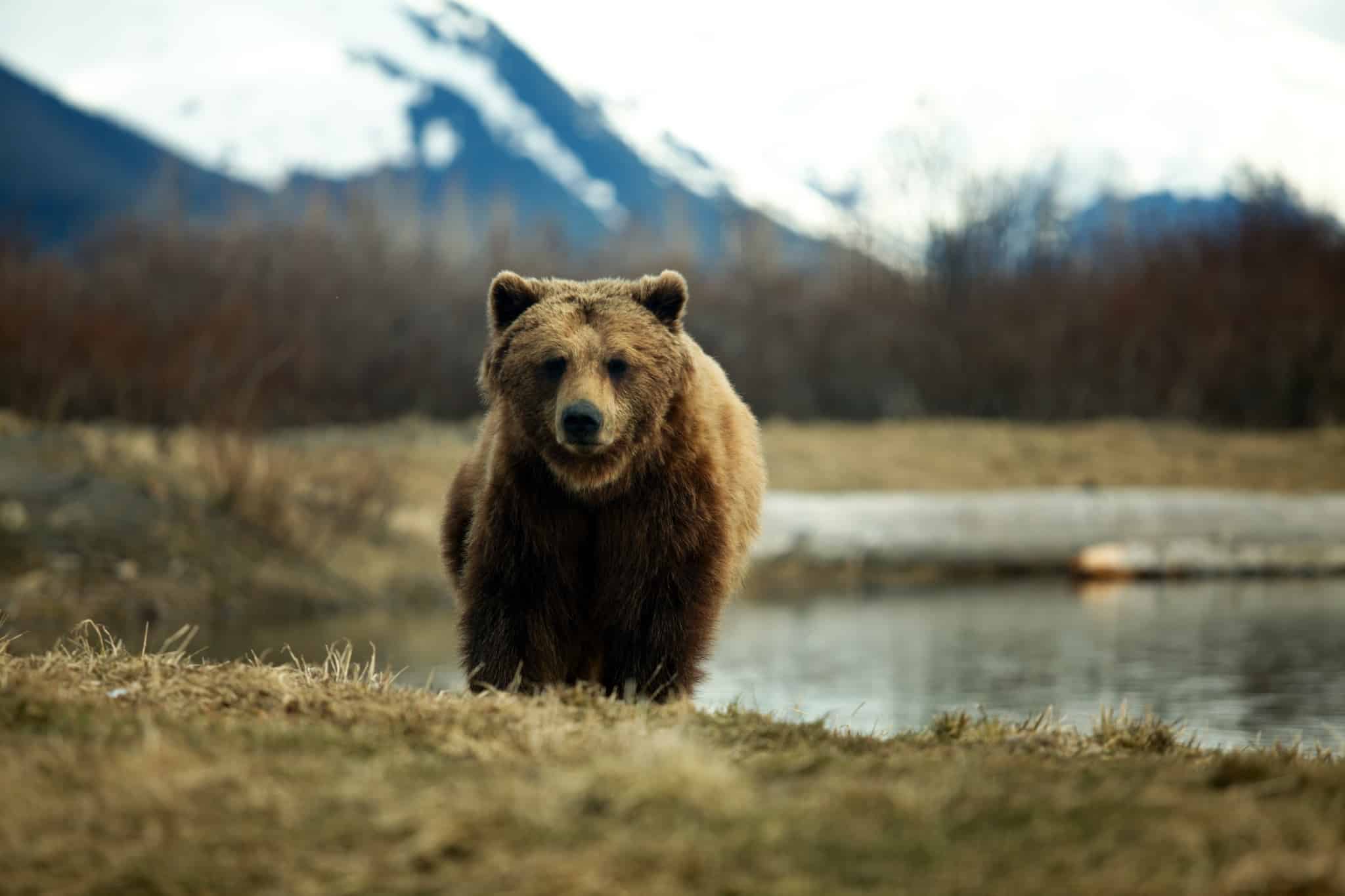 brown bear in the wild