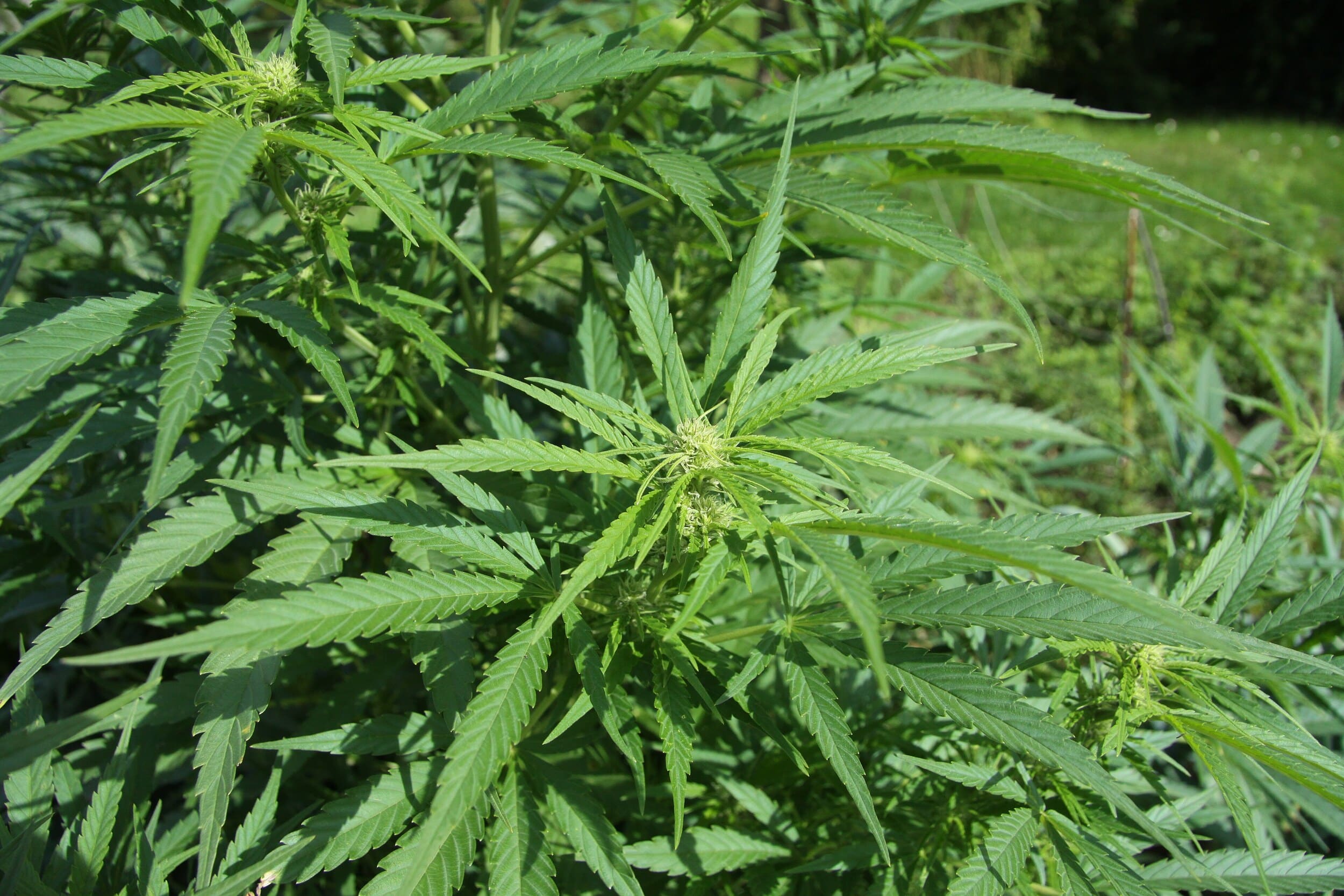 Cannabis plants