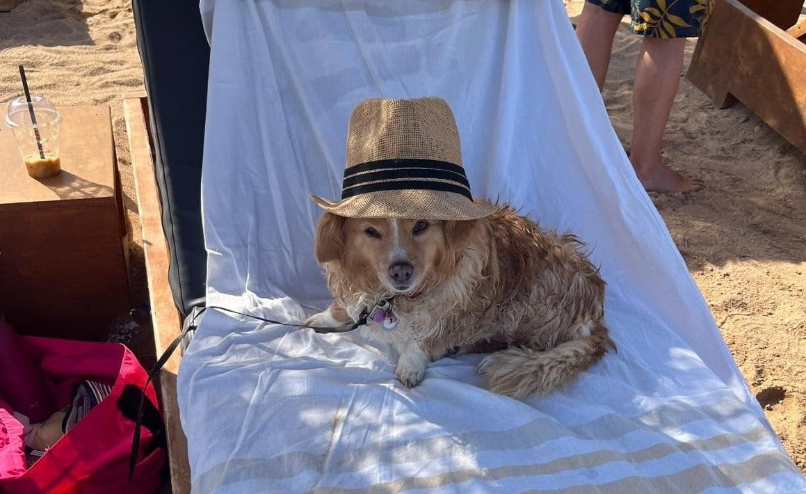 Pets at beaches and ferries in Greece