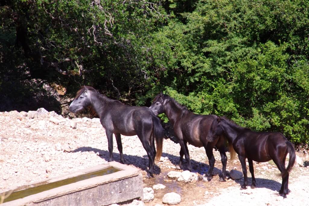 Kefalonia wild horses