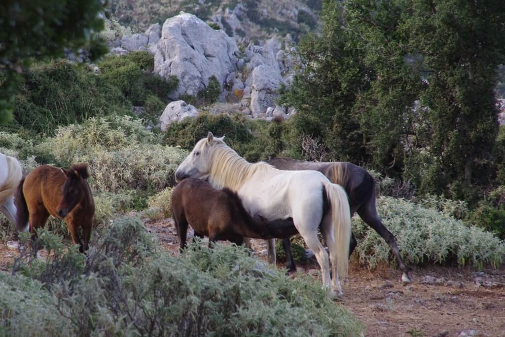 Wild horses Kefalonia