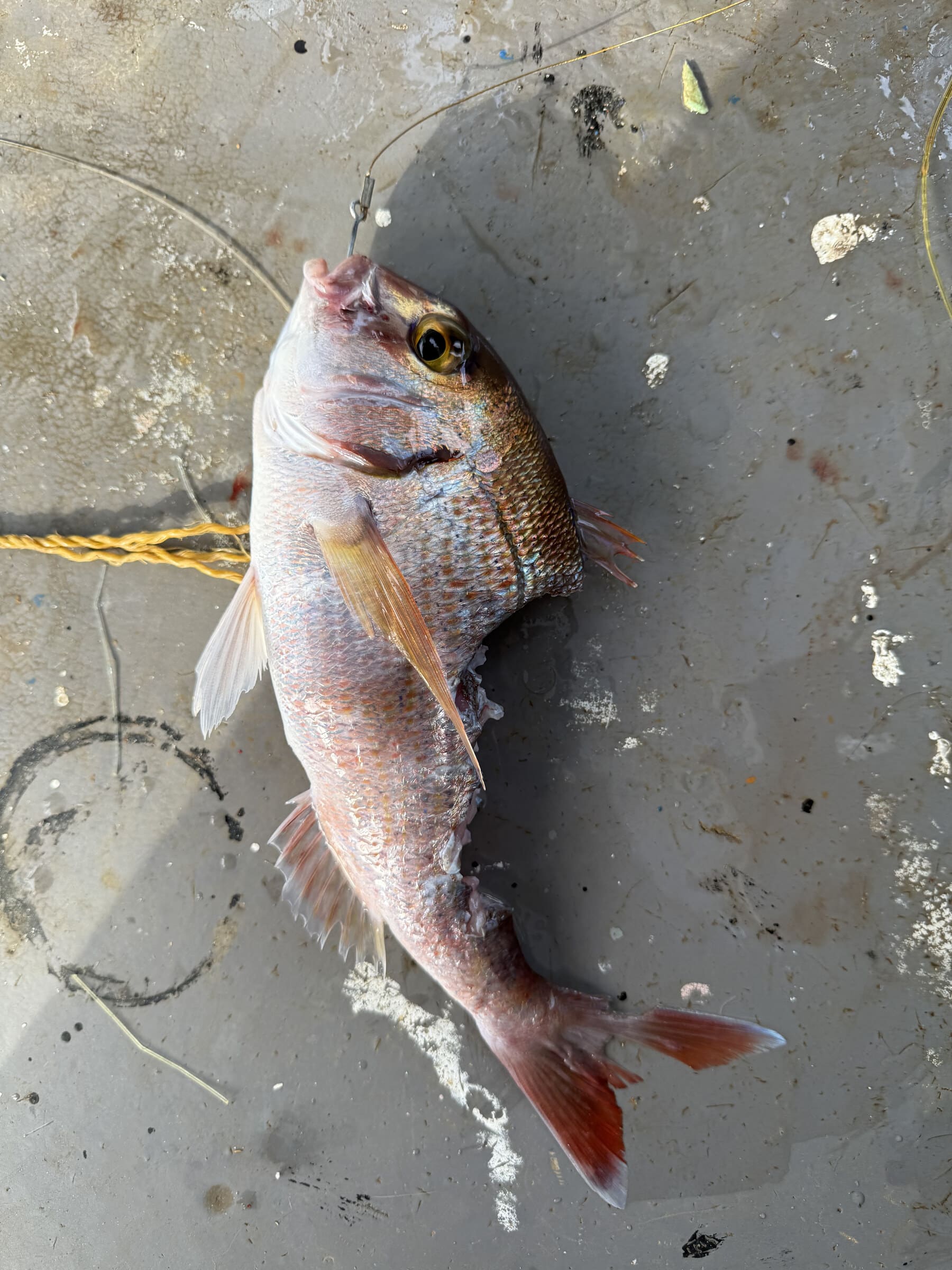 Fish damaged by lagokephalos
