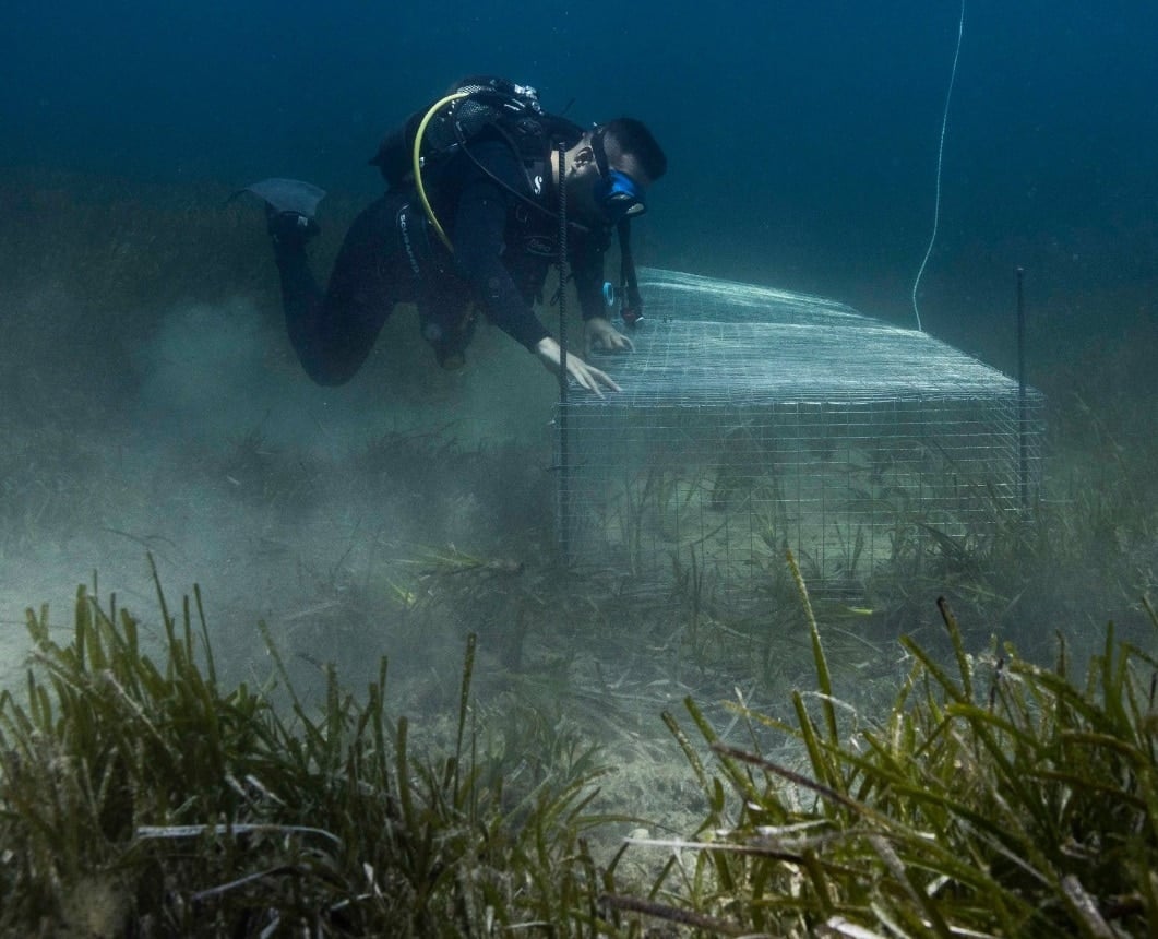 Lemnos Posidonia