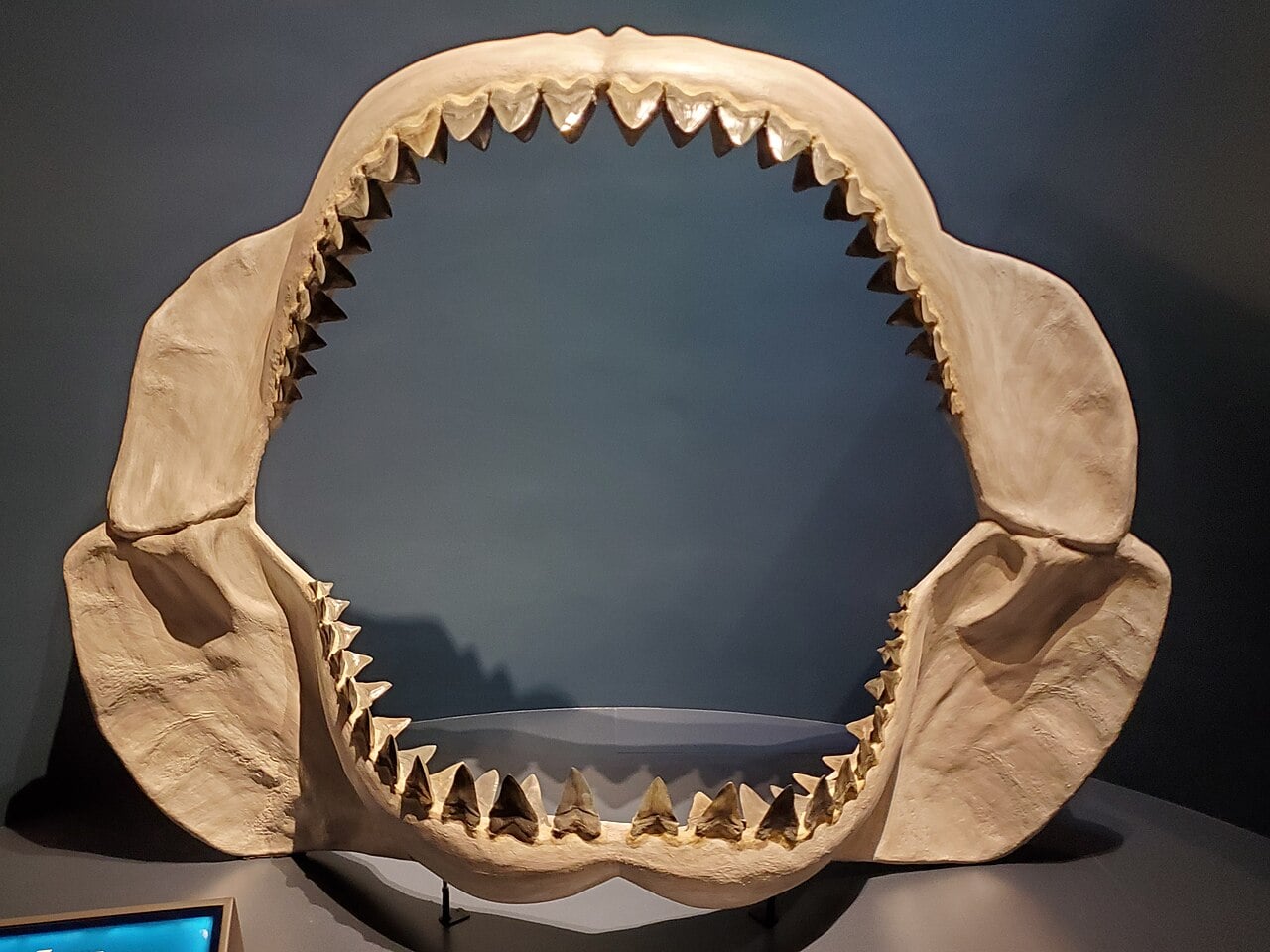 Megalodon jaws at the Tellus Science Museum