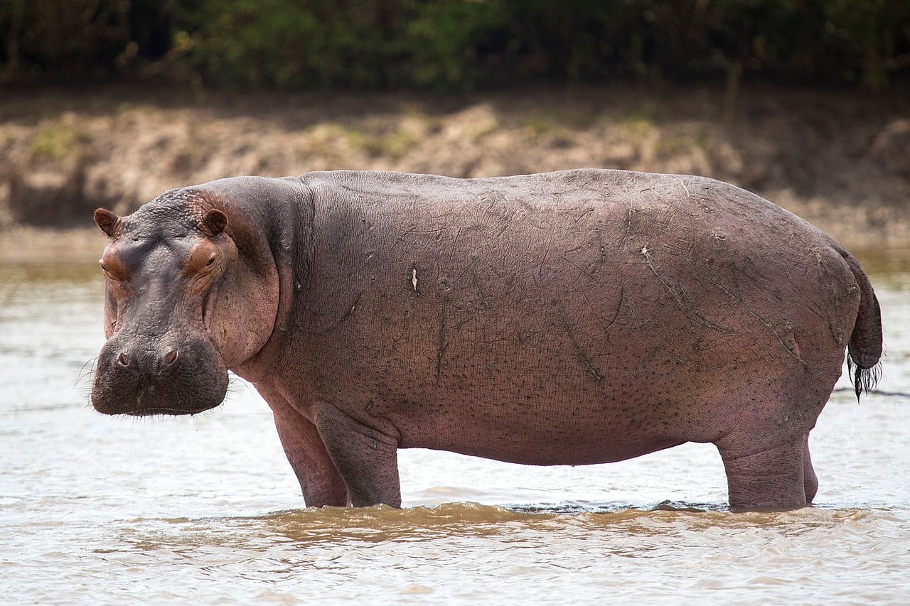 Portrait of a Hippopotamus amphibius in water