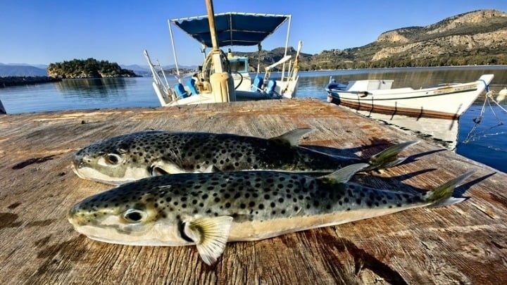 Puffer fish bounty