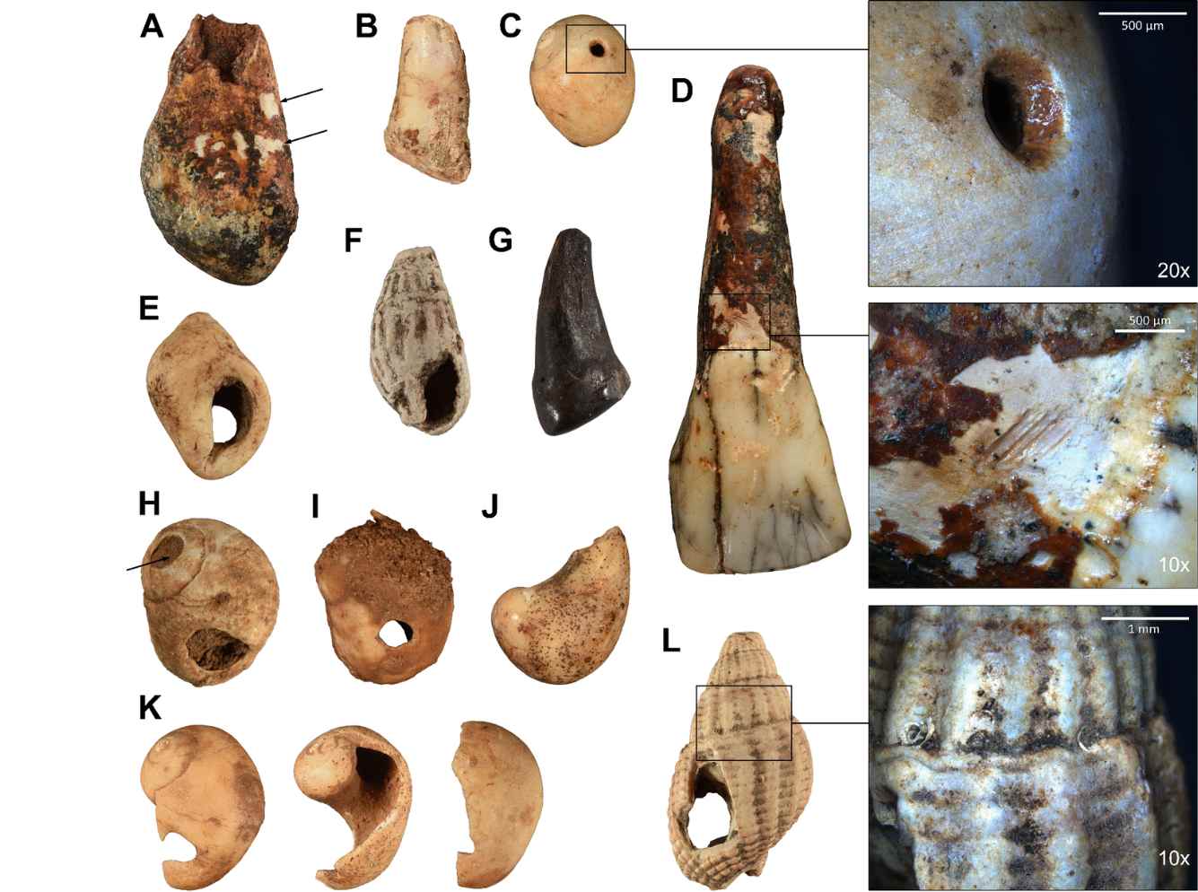 Selected personal ornaments from Llonín Cave in northern Spain