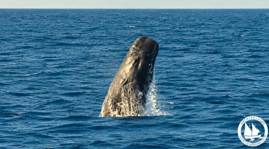 sperm whale