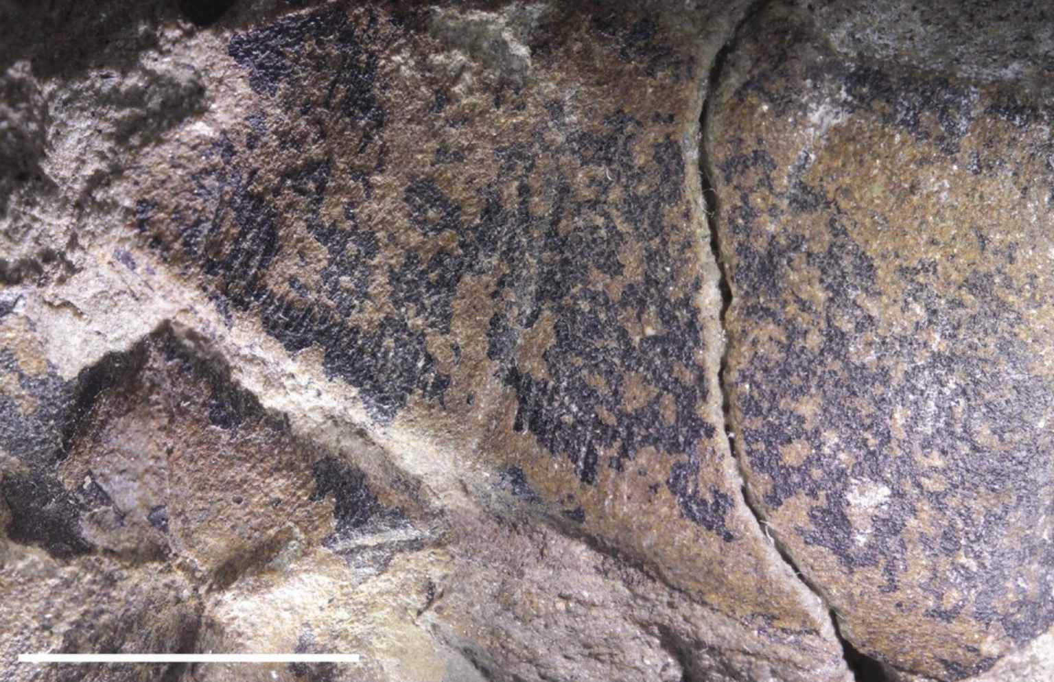 The dorsal surface of the pedipalp coxa