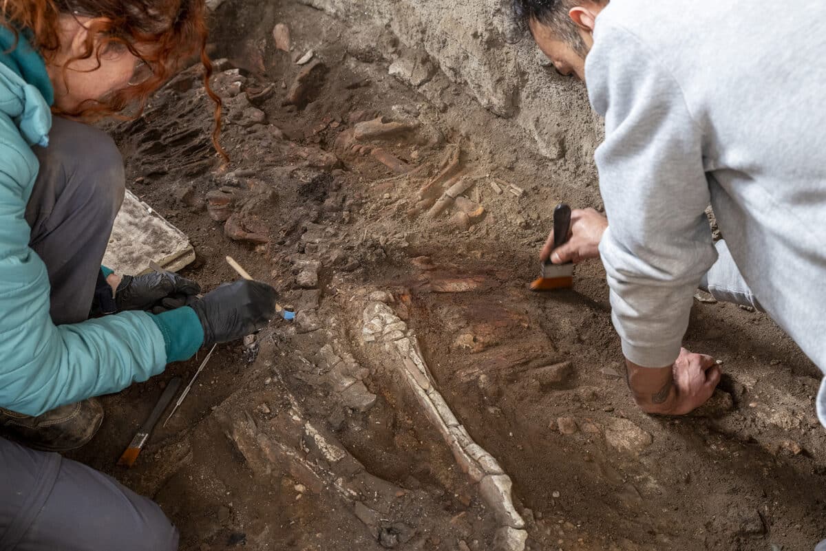 The skeleton of an equine at ancient bread making complex in Pompeii