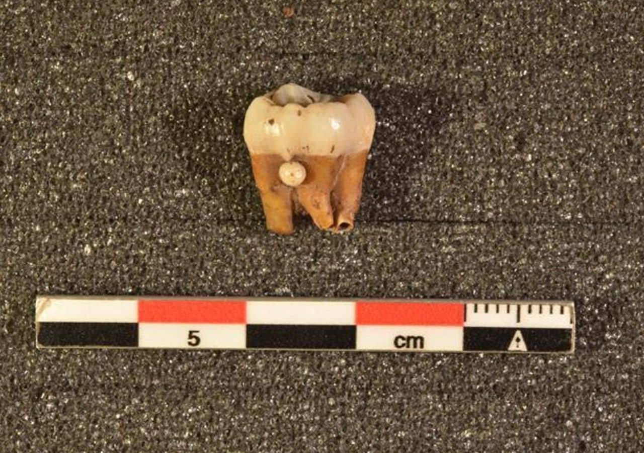 Tooth Can2 from the Los Canes cave