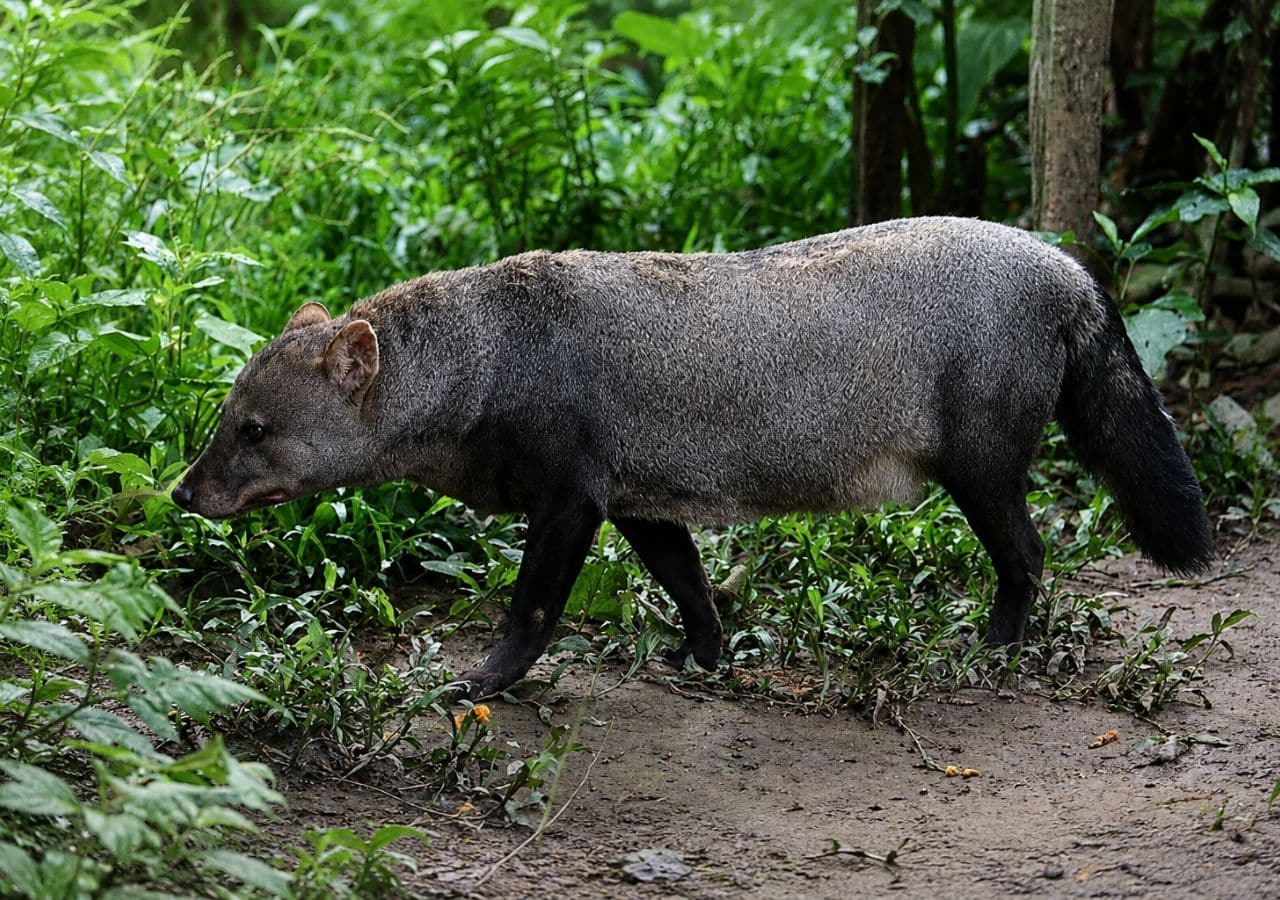 Upscaled image of Amazon's 'ghost dog'