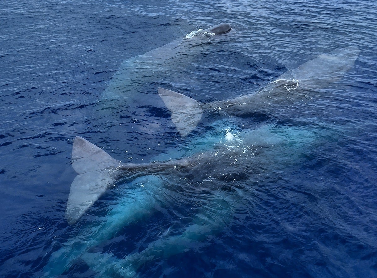Whales off the island of Lefkada in Greece