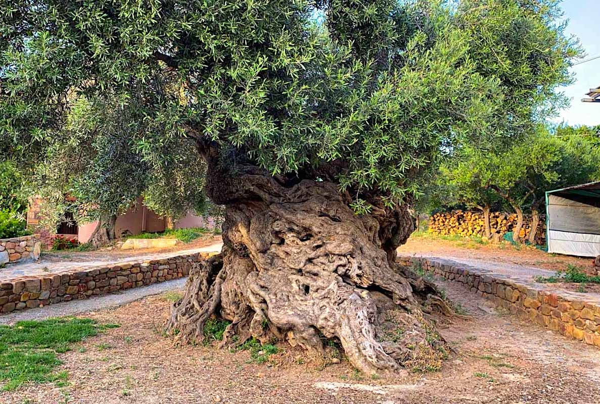 world's oldest olive tree is 2000 years old